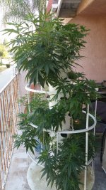 outdoor-plants-on-balcony-topping-plus-lst.jpg