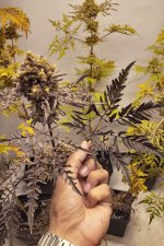 Click image for larger version  Name:	Frostys-Auto-Freak-Khalifa-Genetics-4_1024x.jpg Views:	0 Size:	379.1 KB ID:	663846