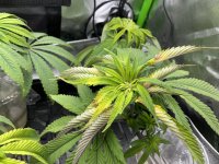 photo186295.jpg