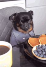 photo186640.gif