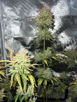 photo186672.jpg