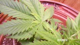 100_0705.jpg