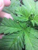 photo19831.jpg