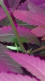 photo19925.jpg