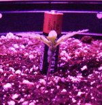 Baby 1 Day 10.jpg