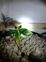 Silver Haze Clone.jpg
