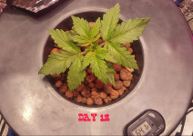 2017-05-20_1532.png