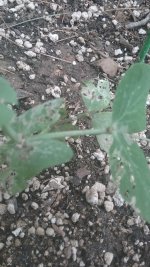 20170521_121823.jpg