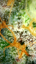 2026_05_30_04_46_00_567.png