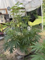 photo187323.jpg
