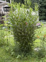 IMG_5286.jpg