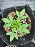 GG1 - Day 25.jpg