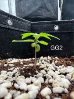 GG2 - Day 18.jpg 1.jpg