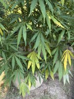 IMG_5460.jpeg
