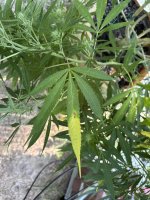 IMG_5457.jpeg