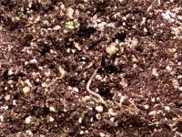 IMG_0136.jpeg