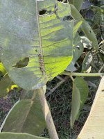 IMG_2903.jpeg