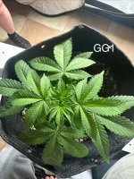 GG1 - Day 31.jpg