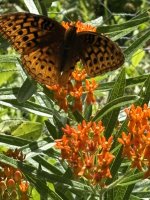 IMG_5195.jpeg