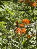 IMG_5192.jpeg