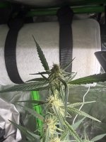 IMG_6851.jpeg