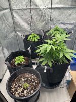 GROW TENT.jpg