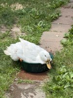 IMG_5223.jpeg