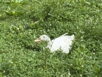 IMG_5209.jpeg