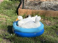 IMG_4974.jpeg