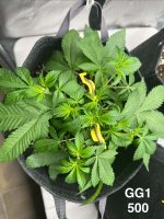 GG1 - Day 34.jpg