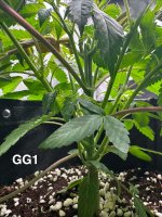 GG1 - Day 34.jpg!.jpg