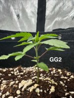 GG2 - Day 27.jpg1.jpg