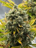IMG_6098.jpeg