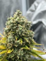 IMG_6099.jpeg