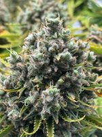 IMG_6097.jpeg