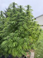 IMG_0241.jpeg
