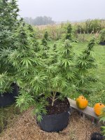 IMG_0243.jpeg