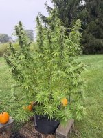 IMG_0242.jpeg