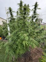 IMG_0245.jpeg