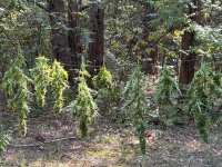 IMG_5595.jpeg