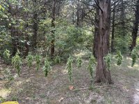 IMG_5596.jpeg