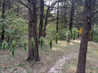 IMG_5598.jpeg