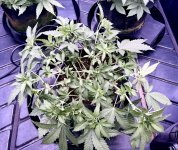 IMG_0235.jpeg