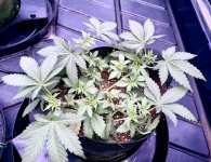 IMG_0236.jpeg