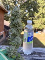 IMG_5646.jpeg