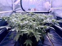 IMG_0269.jpeg