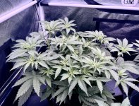 IMG_0272.jpeg