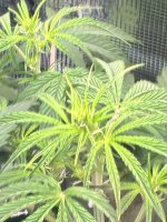 IMG_0250.jpeg