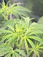 IMG_0249.jpeg
