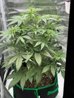 IMG_0251.jpeg